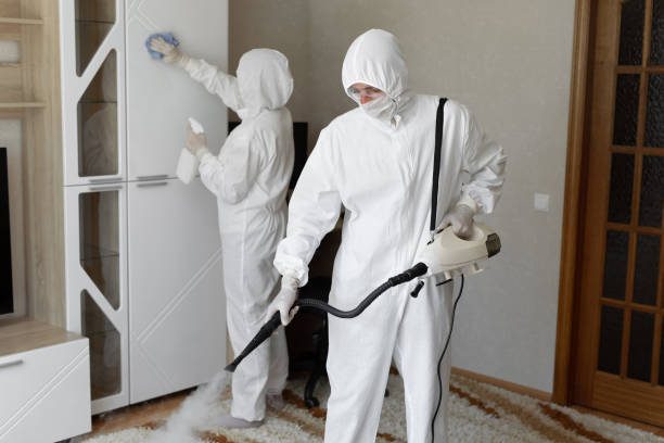 Best Local Mold Removal Service  in Walcott, IA