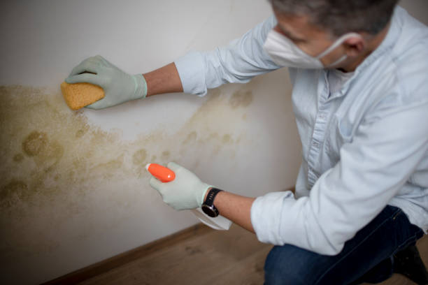 Best Mold Cleaning Services  in Walcott, IA