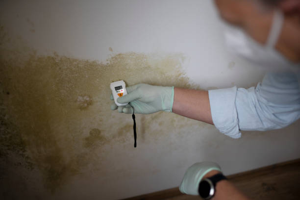 Best Fast Mold Removal  in Walcott, IA