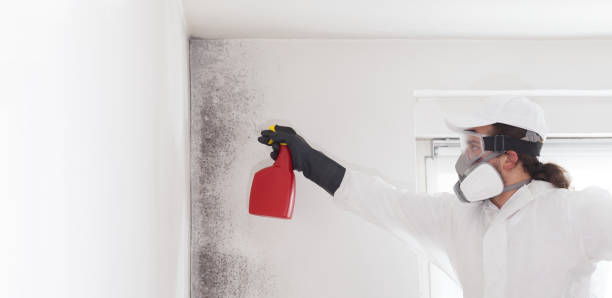 Best Mold Testing  in Walcott, IA