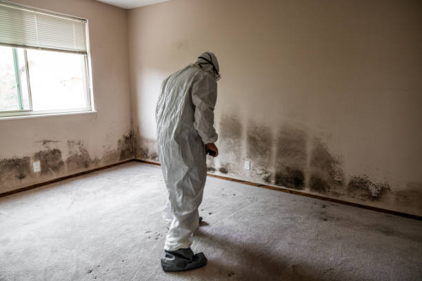 Best Residential Mold Removal  in Walcott, IA