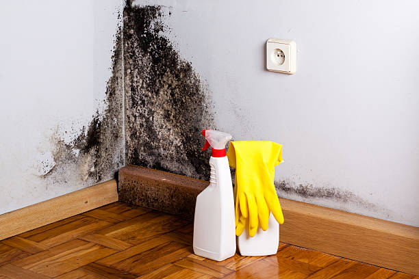 Best Affordable Mold Removal  in Walcott, IA