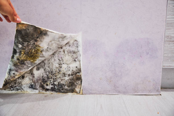Best Mold Remediation Services  in Walcott, IA